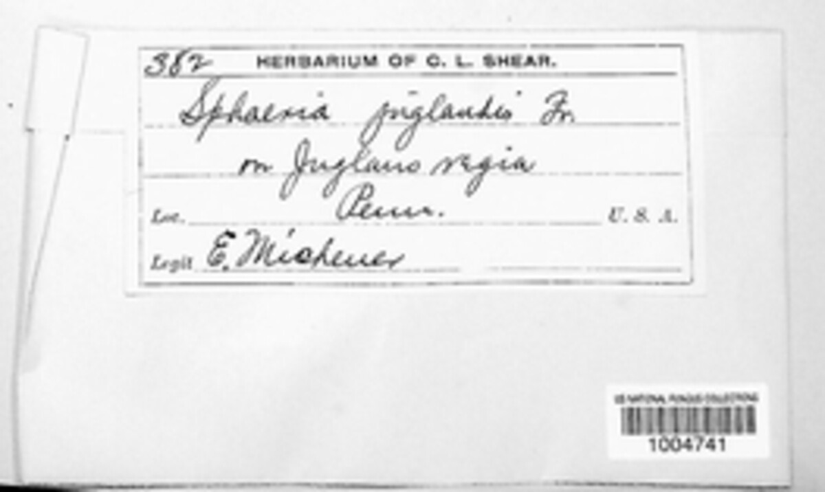 Valsa juglandis image